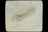 Crinoid (Parisocrinus) Fossil - Crawfordsville, Indiana #122945-1